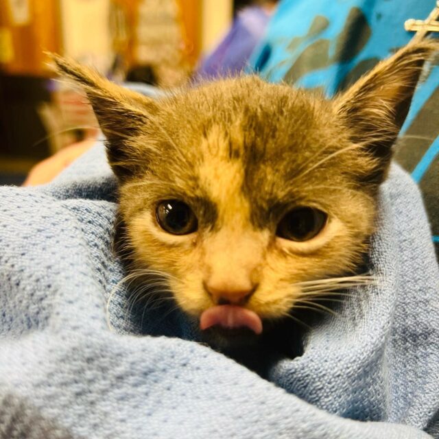 Tiny kitten in towel