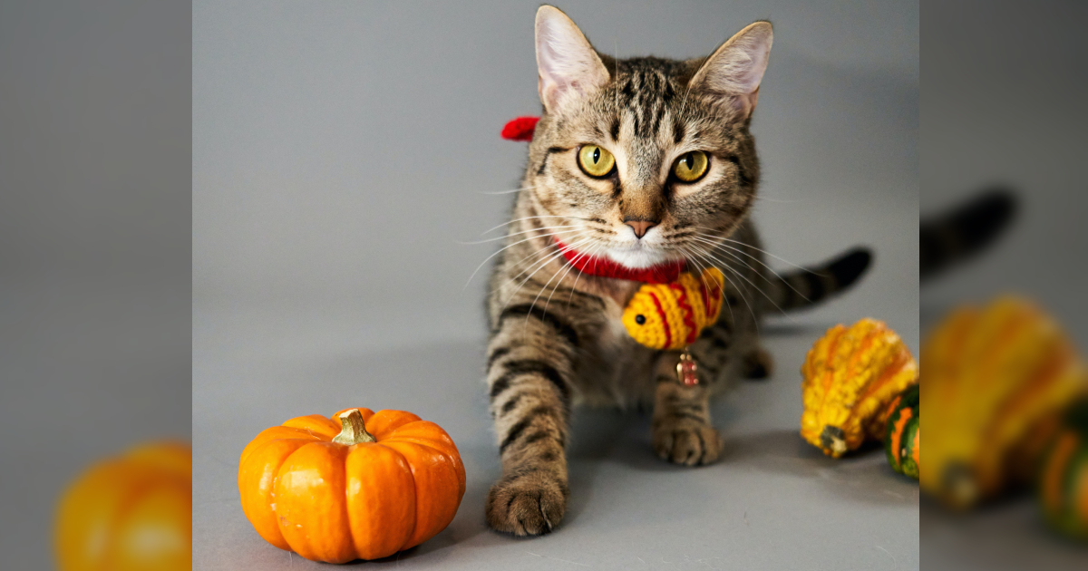 Carve A Kitty Jack-O-Lantern With One Of These Cat Pumpkin Carving Patterns