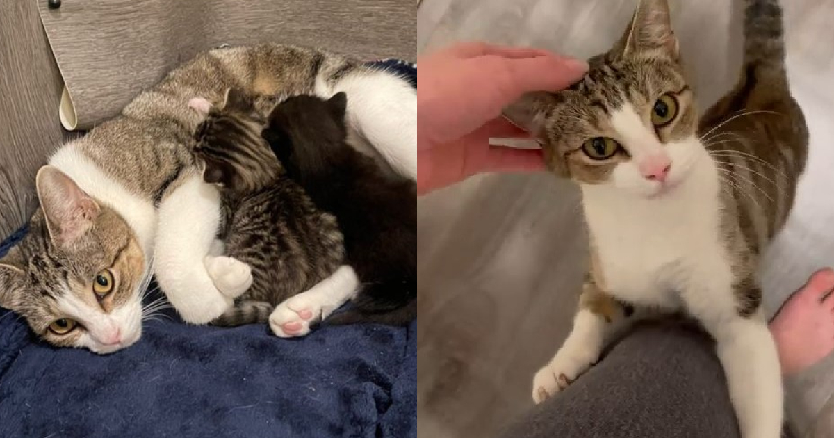 Mama Cat Relishes Elevating Her “Good Chonks” In Peaceable Foster Dwelling