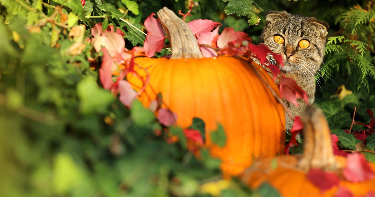 Halloween Security Suggestions For Cats