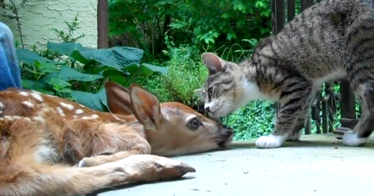 Curious Kitten Meets Child Fawn & It is Simply Too Cute To Miss