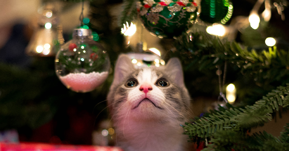 The Ultimate iHeartCats Holiday Gift Guide For Cat Lovers 2023