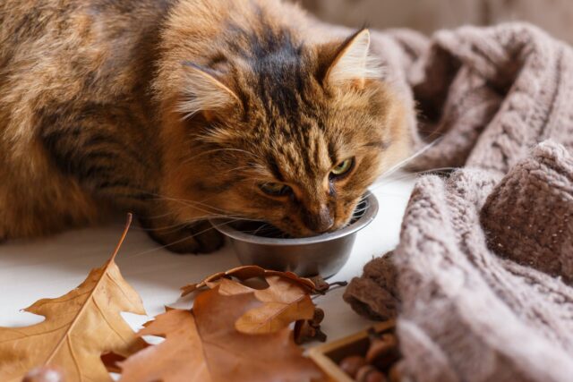 homemade cat treats fall