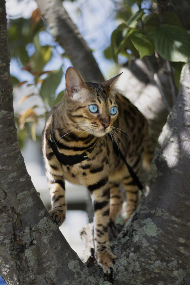 OutdoorBengal Cat Harnes scaled e1667585346322