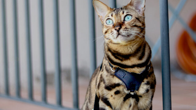 OutdoorBengal Cat Harness 3 scaled e1667585289909