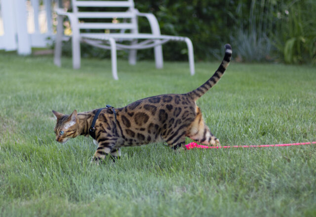 OutdoorBengal Cat Harness 4 scaled e1667585380253