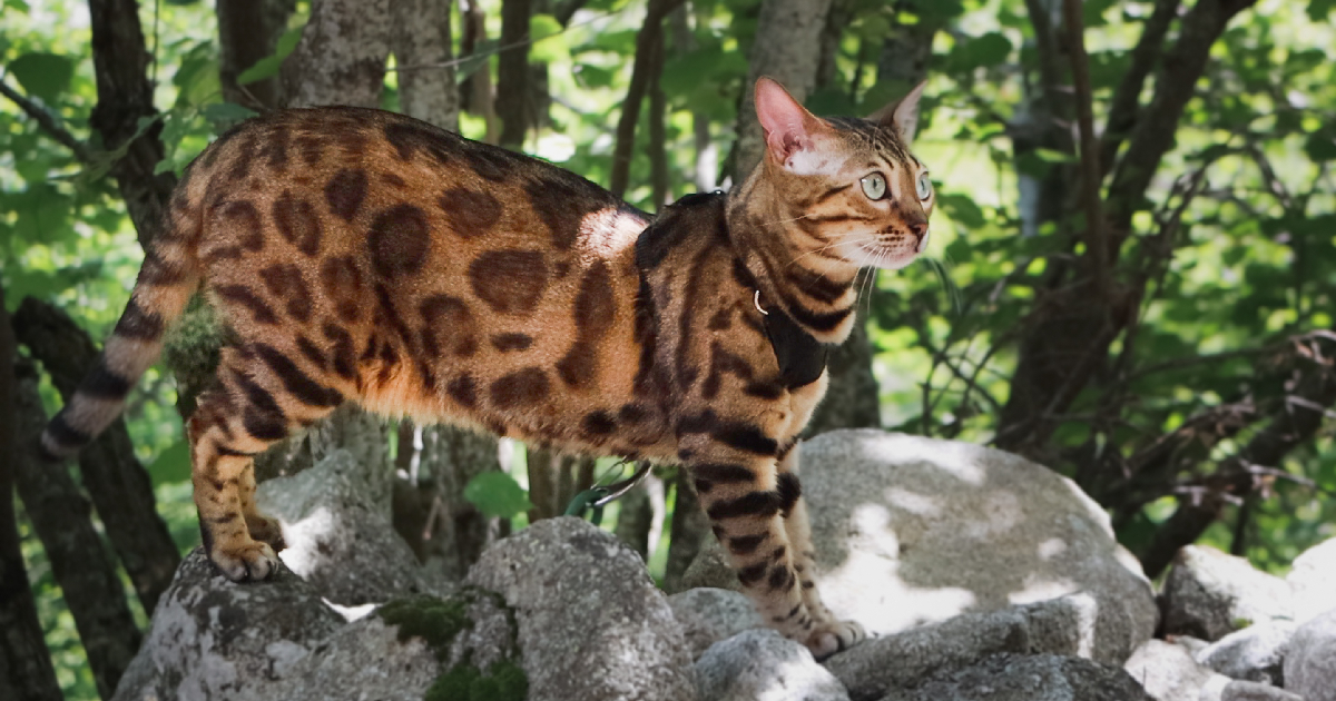 Train Your Cat To Stroll On A Harness & Unleash Their Wild Aspect
