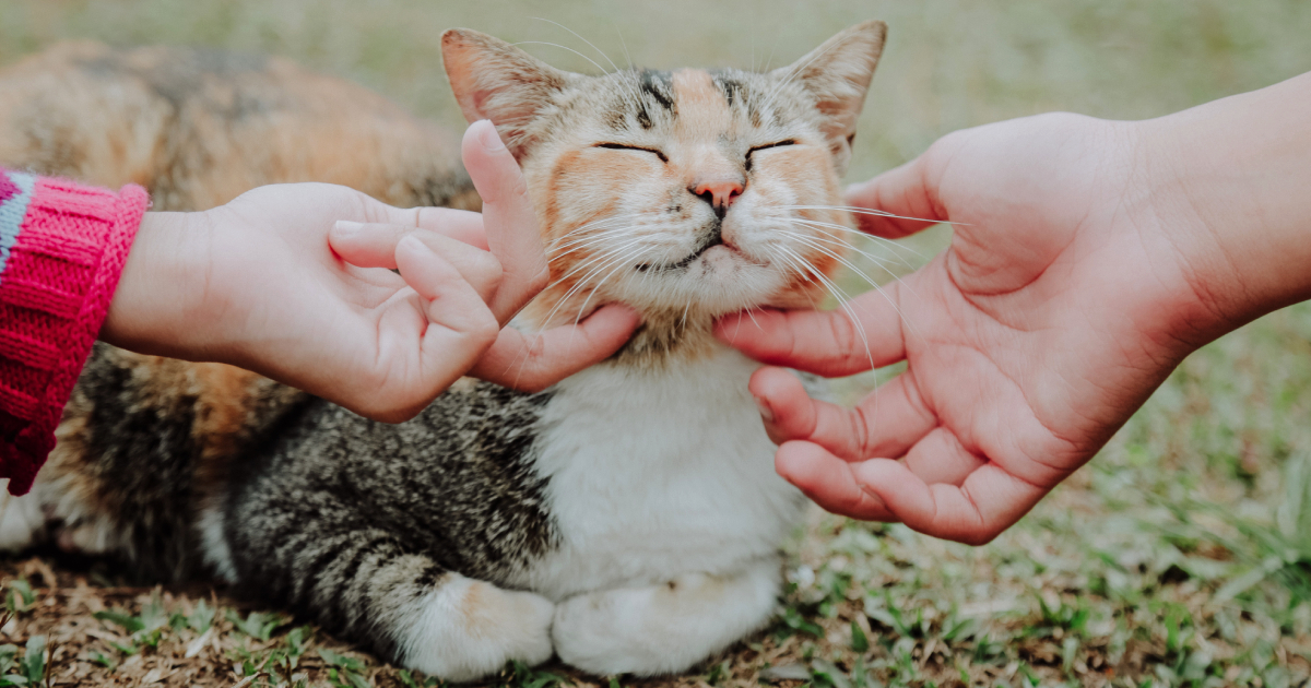 Research Finds Folks With Excessive Emotional Reactivity Are Usually Drawn To Cats