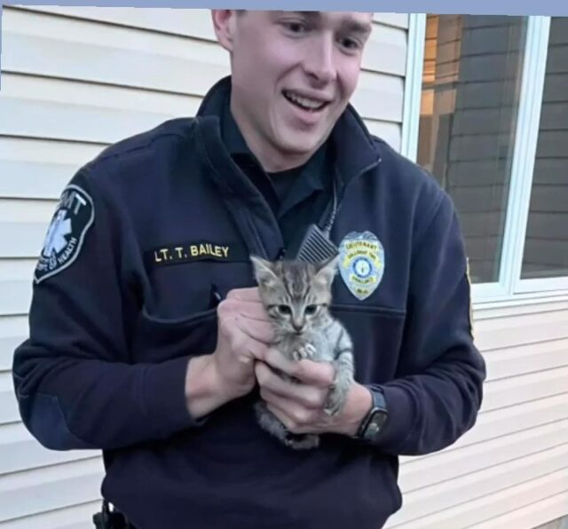 Meet Troy Police Cat Donut