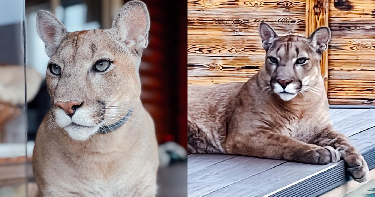 Puma Turns into Completely satisfied Housecat As a result of His Dad and mom Give Him Their All