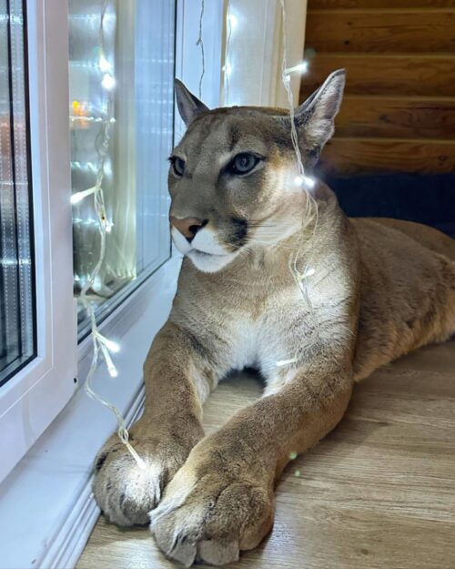 Puma Becomes Happy Housecat Because His Parents Give Him Their All