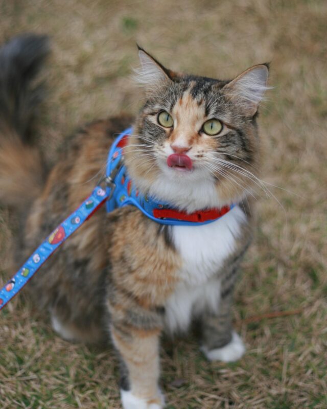 Cat going for walk