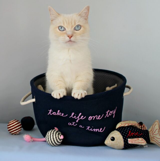Cat in toy bin