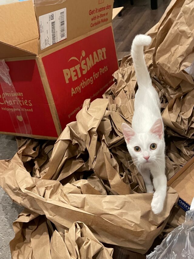 Cat playing with PetSmart box