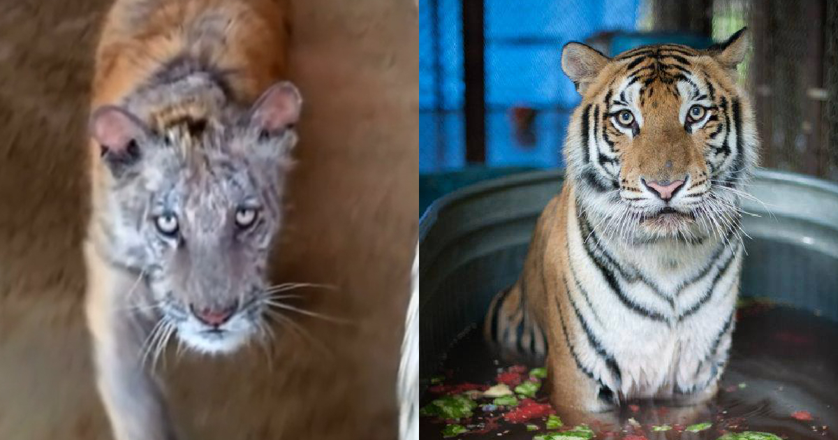 Tiger Cub Eaten Up With Ringworm Transforms Into Pleased & Lovely Massive Cat