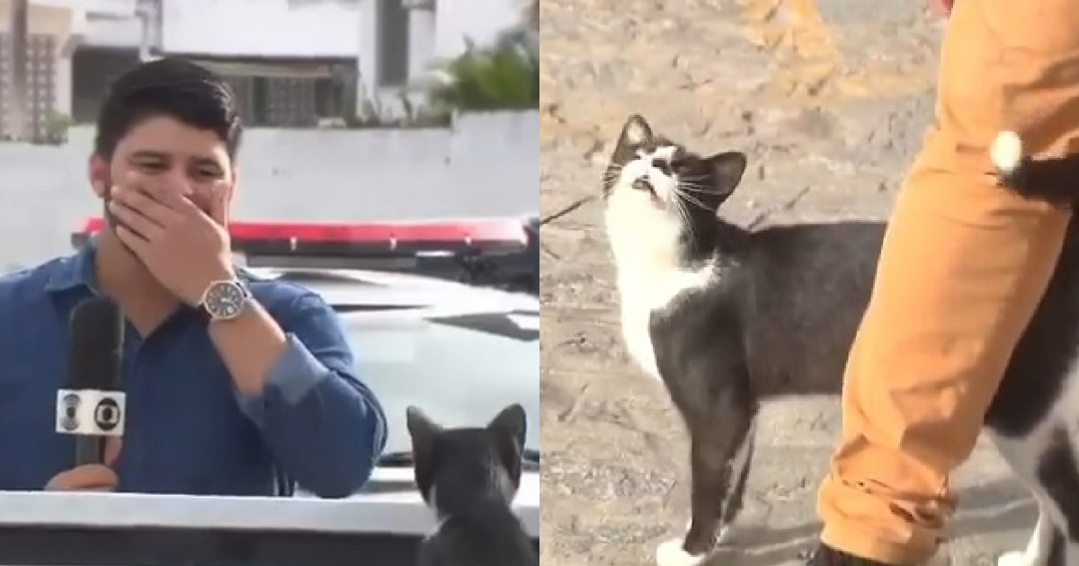 Stray Cat Decides He is The Actual Story & Crashes Reporter’s Phase