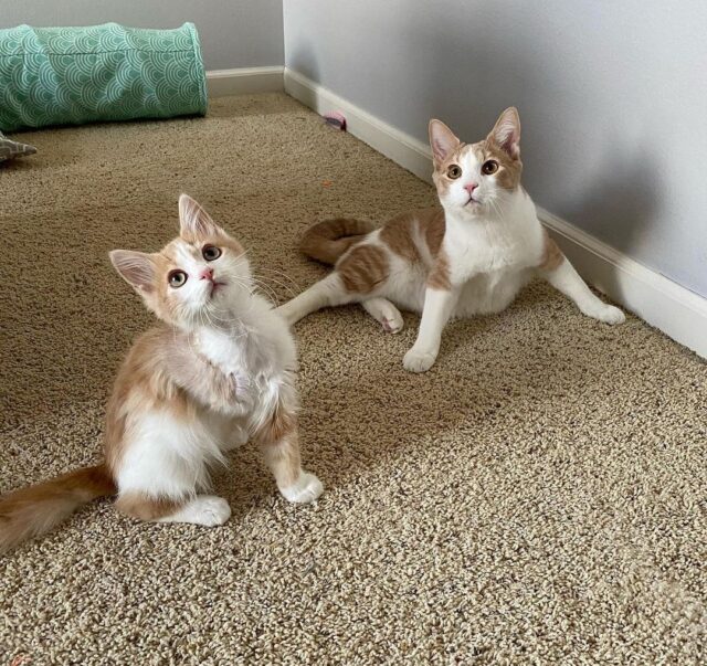 Tripod Kitten & Wobbly Cat Find Love At First Sniff, Become Best Brothers Forever