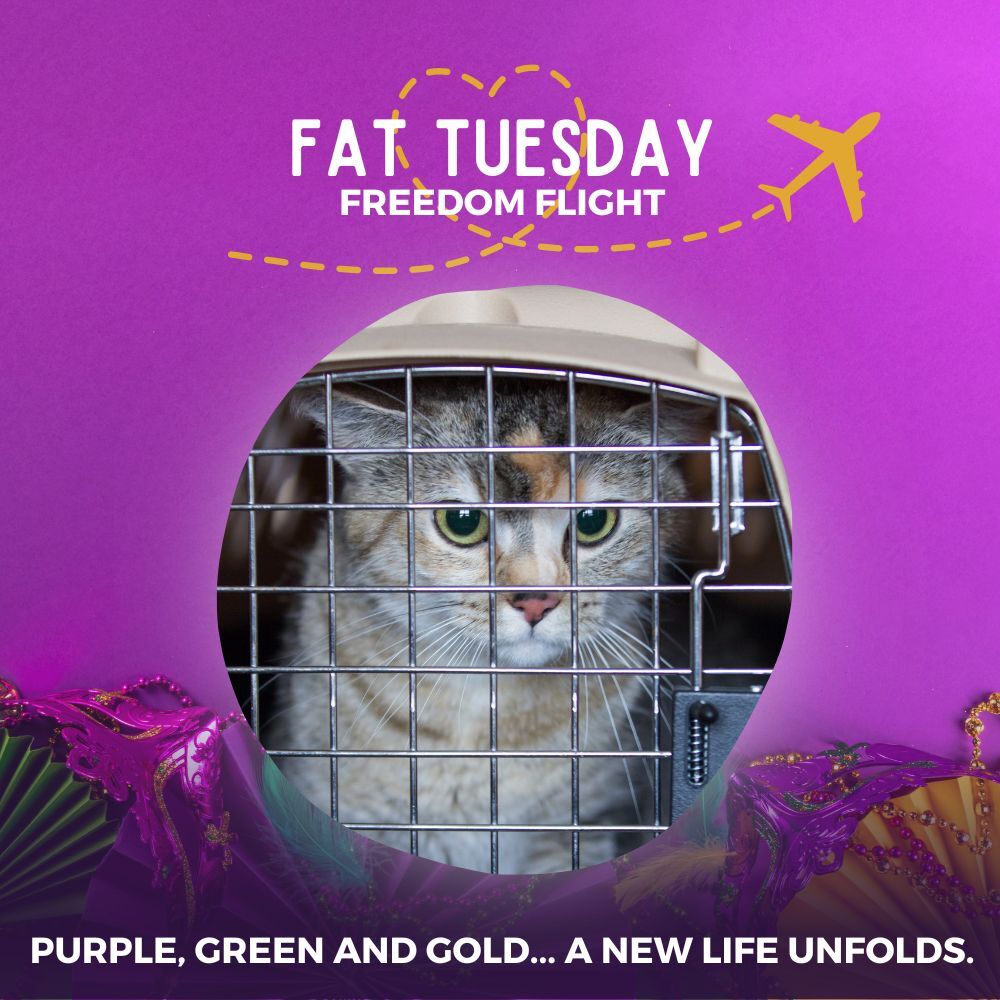 Fat Tuesday Freedom Rescue Flight – Donate To Help Shelter Cats Fly To Safety