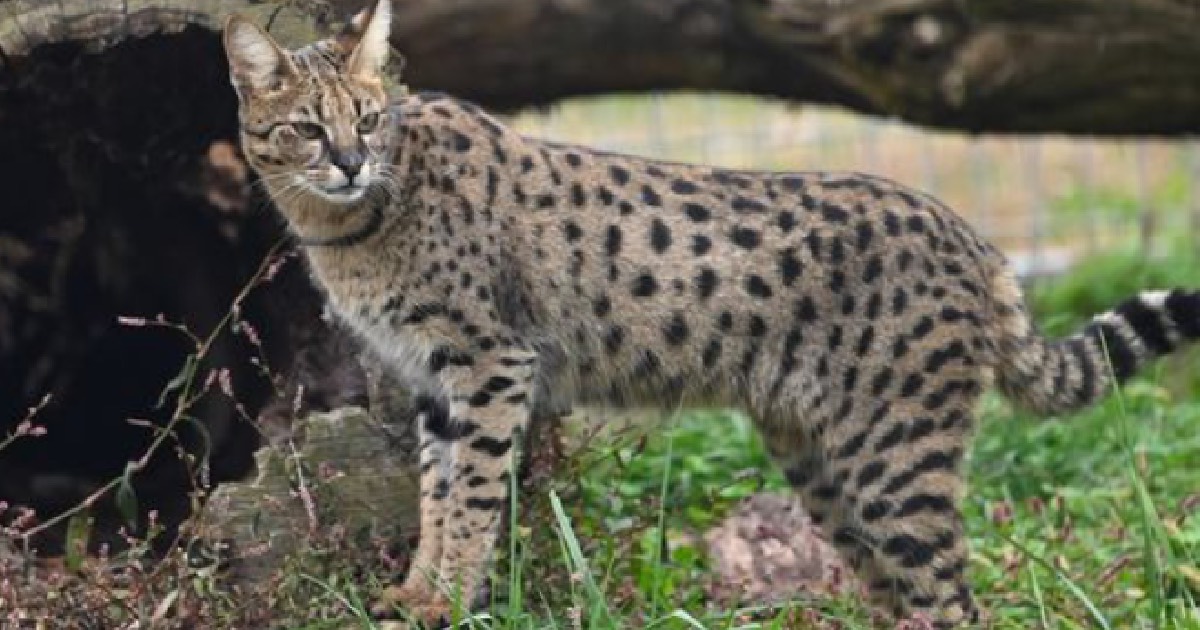 Farmer Captures Fascinating Cat And Discovers It is Not The Home Cat He Thought It Was