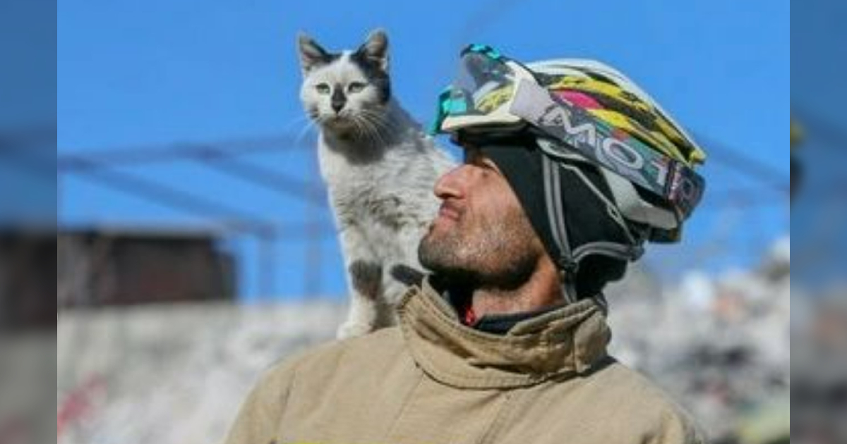 Turkish Firefighter Rescues Cat From Earthquake Rubble & Grateful Kitty Adopts Him