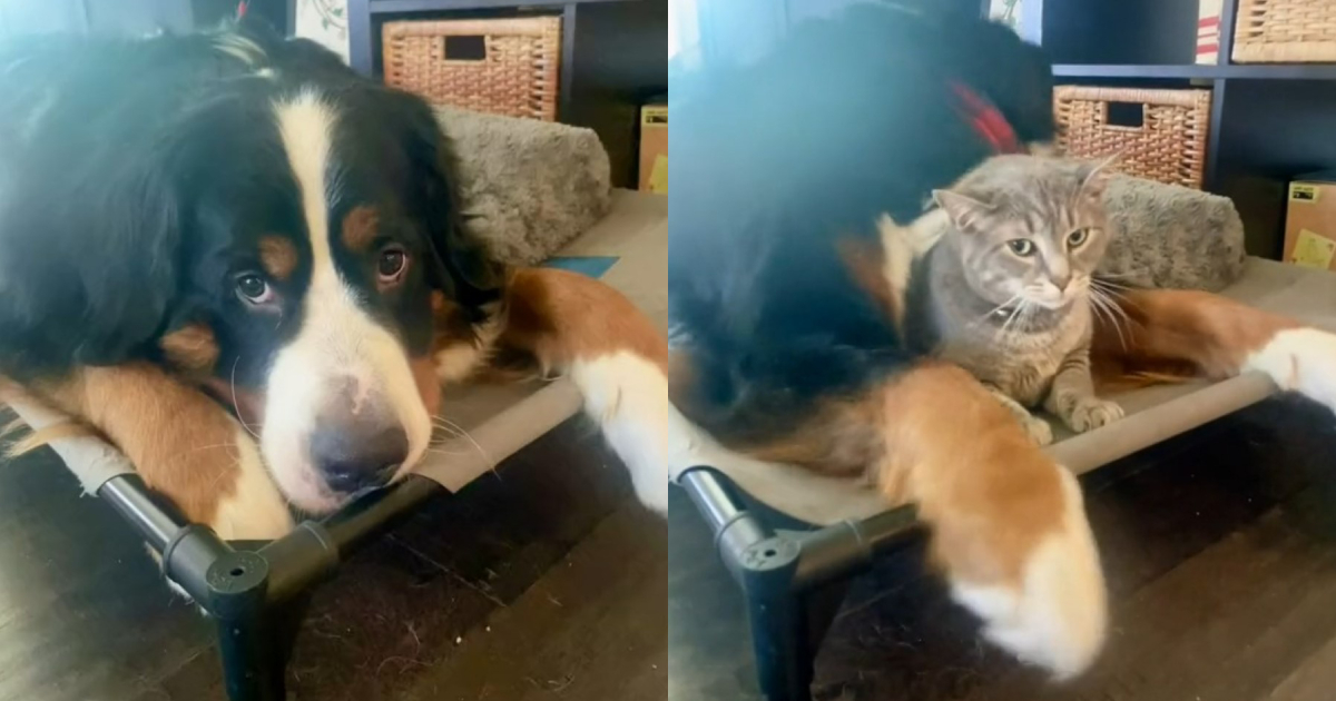 Solely Canine Brother Is aware of The place His Cat Buddy Hides & It is The Coziest Spot
