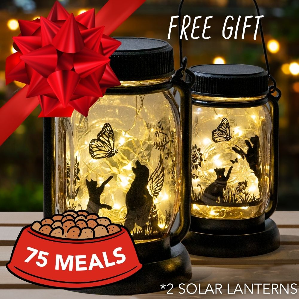 Feed 75 Shelter Cats for $50 and Receive a Cat & Butterfly Inspirational Solar Lantern Fairy Lights – Hanging Jar & Garden Stake Two-Piece Set