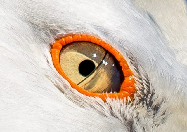 The Nictitating Membrane of a Birds Eye 265052 pixahive 768x544 1 e1677781549921