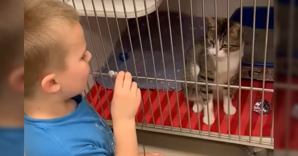 Cute Child Interviews Shelter Cats With Hopes Of Getting Them Adopted