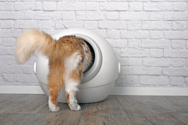 self-cleaning litter boxes