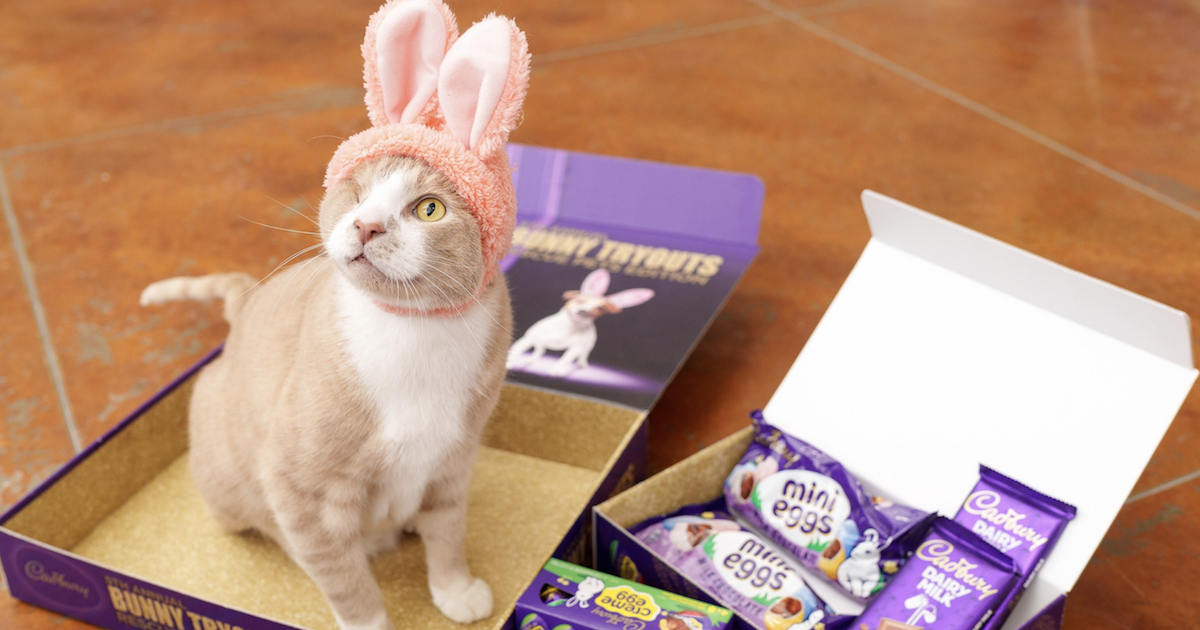 Cat as Cadbury Bunny