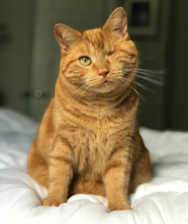 Dorito the one-eyed cat