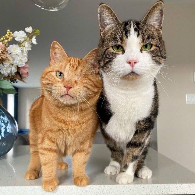 One-eyed cat and three-legged cat