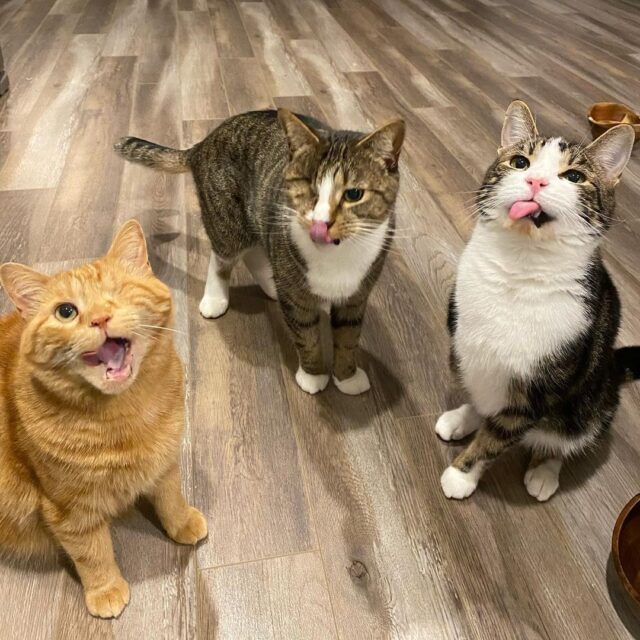 Rescue cats with tongues out