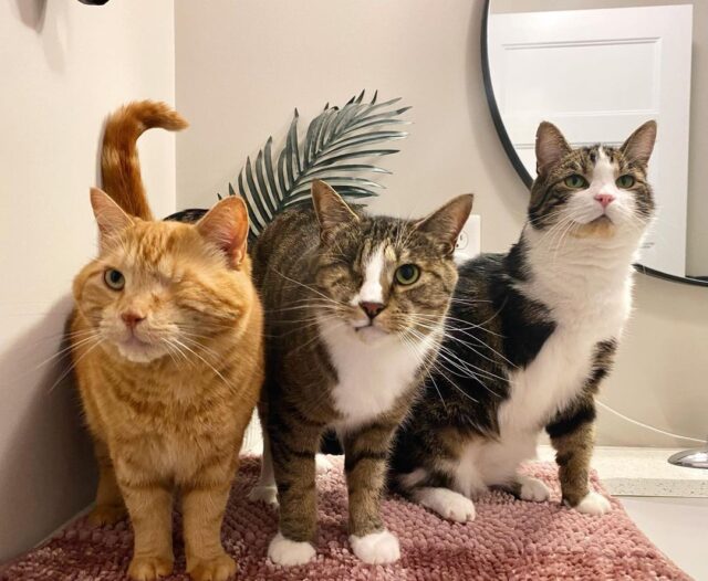 Three special needs cats