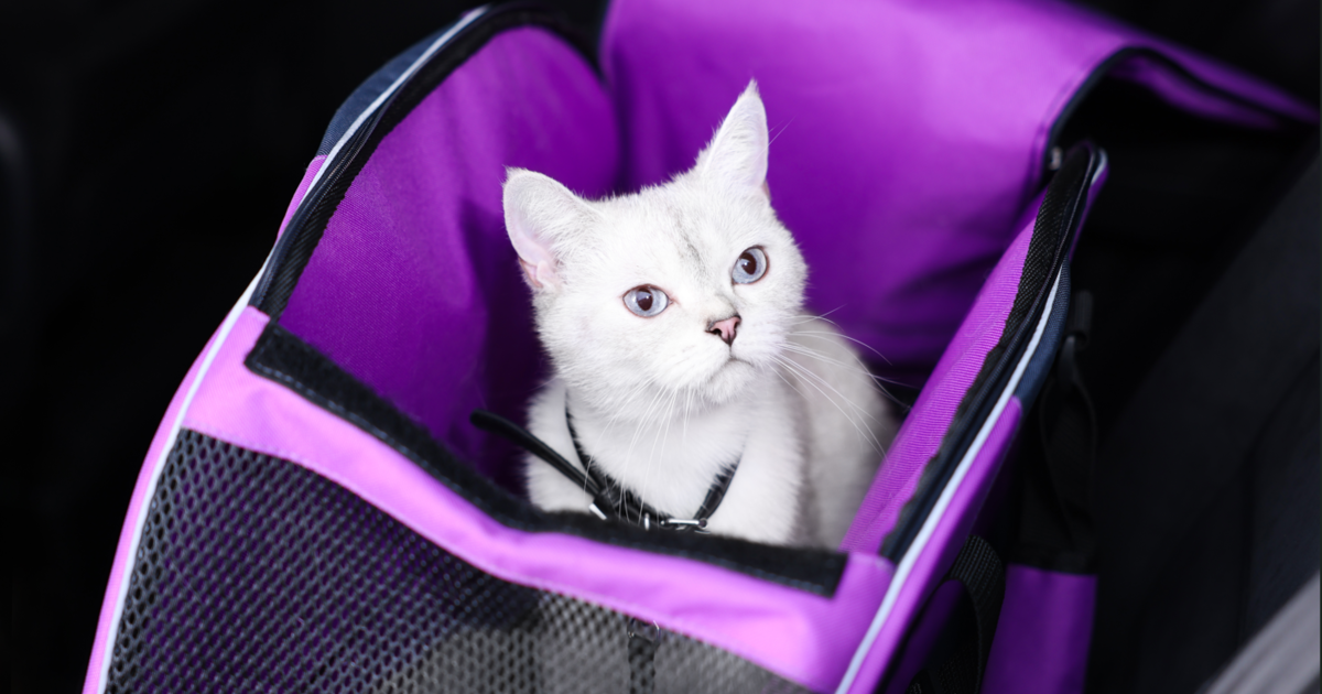 Best Airline-Approved Pet Carriers For In-Cabin & Cargo Use