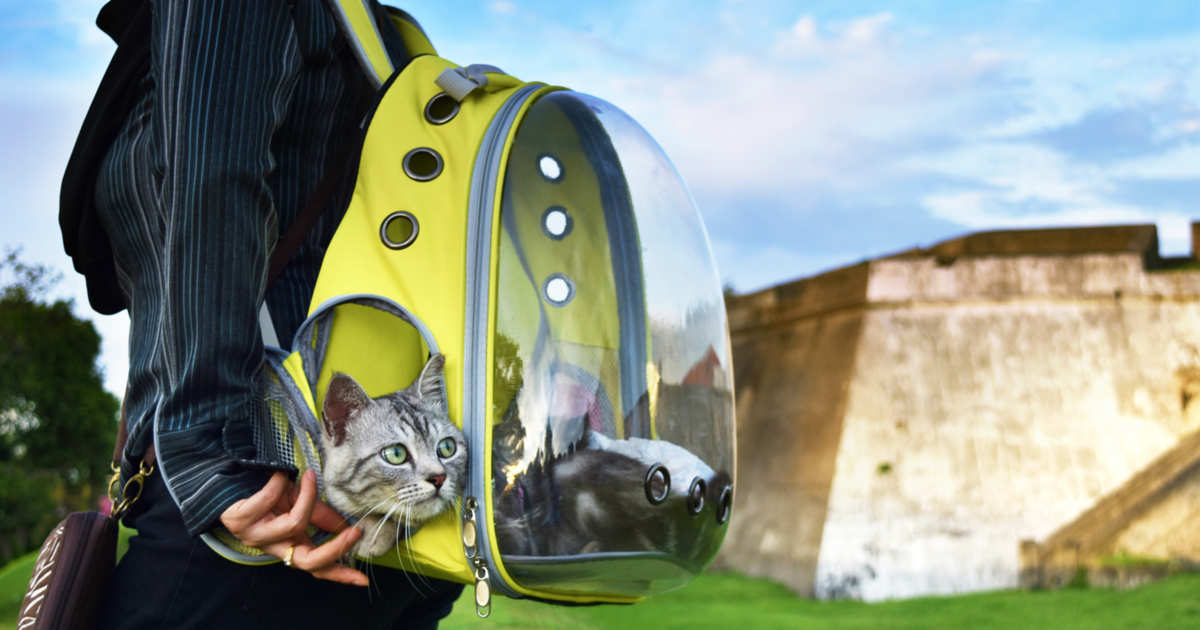 Best Cat Backpacks