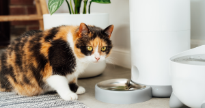 PetWireDaily — 8 Best Automatic Cat Feeders 2026: Top Picks for Easy Mealtime