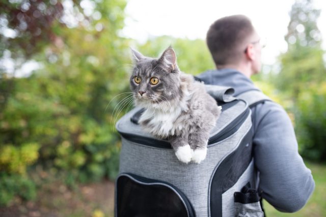 Cat sticking out of backpack