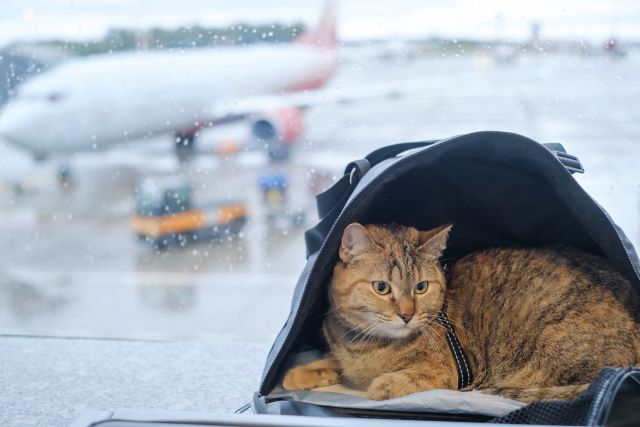 Cat at airport