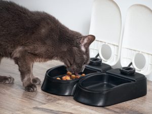 Cat eating from automatic feeder