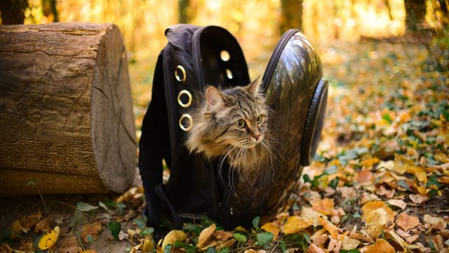 Cat sitting in backpack