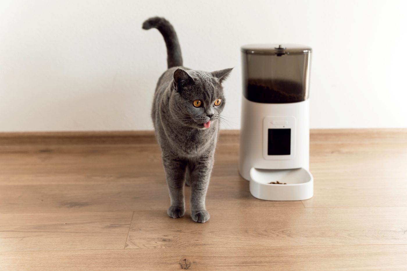 Cat waiting for food to dispense