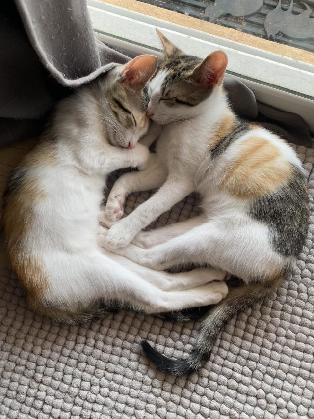 Cute rescue kittens