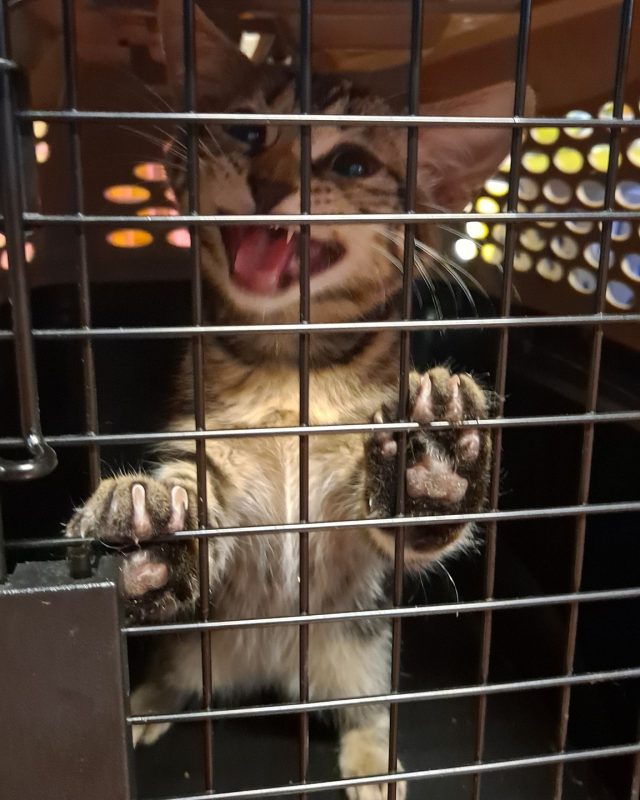 Kitten at clinic