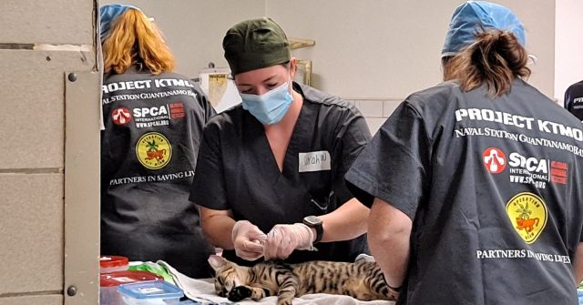 Project KTMO cat veterinary clinic