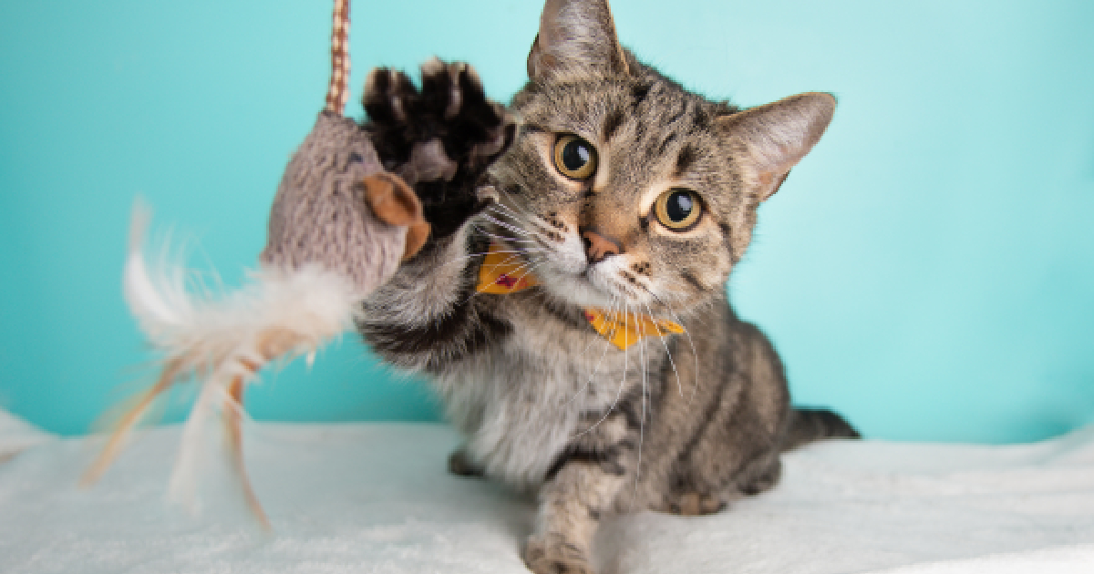 The 10 Best Cat Puzzle Feeders to Keep Your Kitty's Mind Sharp