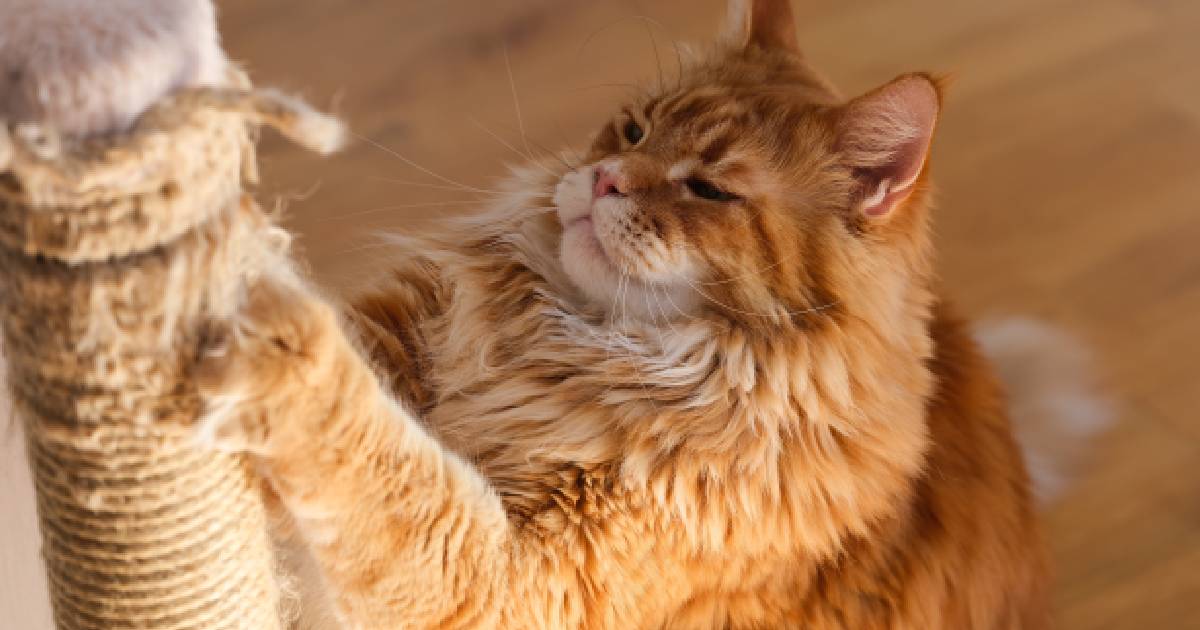 The 16 Greatest Cat Scratching Posts & Scratchers To Fulfill Pure Instincts