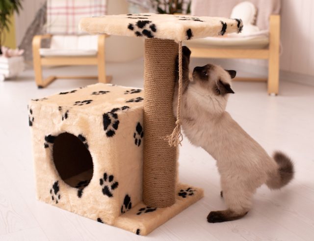 best cat scratching posts