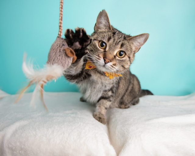 Best Cat Toys  Rover Kitties Put the Industry's Top Toys to the Test