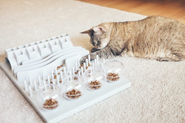 Nina Ottosson Cat Puzzles Review: High-Quality Interactive Cat Toys